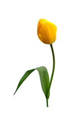 Yellow tulip. Beautiful yellow tulip isolated on white background. Tulip bud with one leaf.
