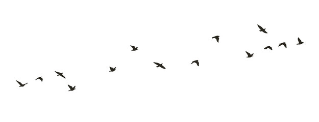 flock of birds flying