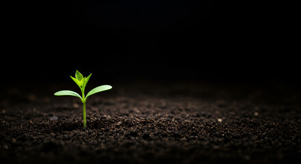 A small sprout emerges from dark soil