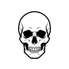 A detailed illustration of a human skull, isolated on a white background