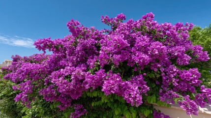 Obraz premium Vibrant Bougainvillea Flowers Against Clear Blue Sky in Lush Green Landscape