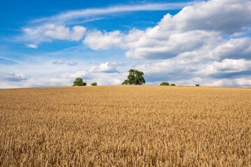 Golden Wheatfield in Reichenbuch, Germany on a Summer Day