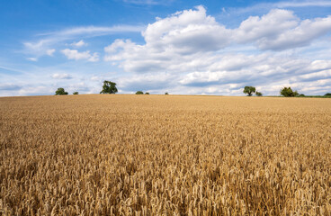 Golden Wheatfield in Reichenbuch, Germany on a Summer Day