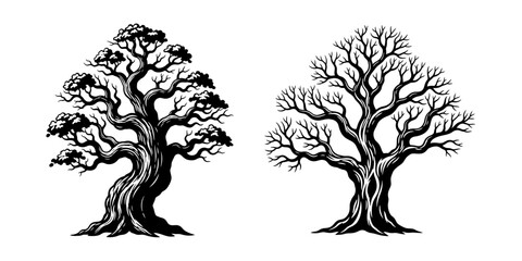 Two ancient, gnarled trees with twisted branches stand bare, isolated on a white background