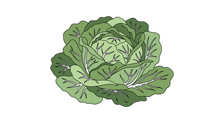 Obraz premium Nutritious green cabbage a leafy vegetable for healthy eating and delicious meals