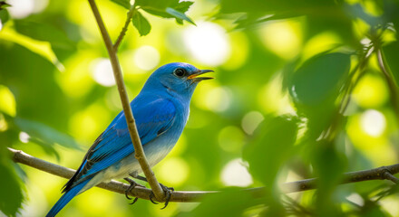 Obraz premium mountain bluebird perched on branch