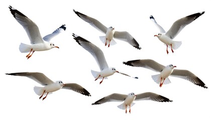 Naklejka premium A collection of seagulls in flight against a white background