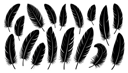 Black Feather Set on White Background.