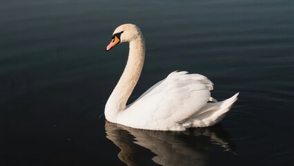 Fototapeta premium A mute swan swims gracefully on the water. Its white feathers contrast sharply with the dark lake water, showing a quiet beauty. 