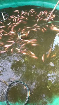 Close up Oreochromis niloticus or parrot fish or ikan nila in a round pond. Fish farming, home business, food security program. Ready for harvested. Portrait videos