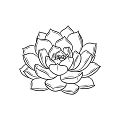 black and white line drawing of a succulent or flowering plant with intricate, overlapping petals or leaves. The overall shape resembles a rosette or spiral pattern, creating a visually striking and g