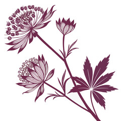 astrantia claret on white background 