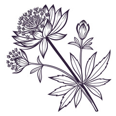 abstract floral background with astrantia claret