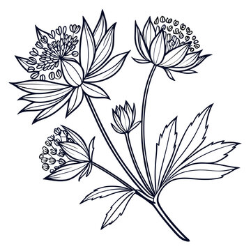 black and white astrantia claret