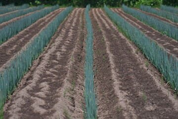 Yamagata, Japan - July 16, 2025: Spring onion or green onion in Japan