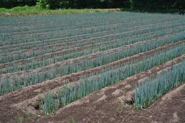 Yamagata, Japan - July 16, 2025: Spring onion or green onion in Japan