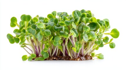 Obraz premium Fresh Lucerne Sprouts Isolated on White Background: Nutritious Microgreens for Healthy Eating