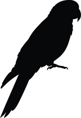 Fototapeta premium Elegant Silhouette of a Parrot Perched Isolated on White Background Capturing the Essence of Avian Grace
