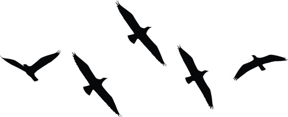 Silhouette of Birds Flying in Formation Against a White Background Minimalist Design