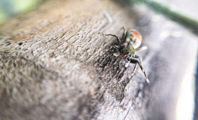 Macro close-up of a spider showing fine details of legs, eyes, and body. Ideal for nature, insect studies, wildlife photography, and educational or artistic design projects.
