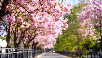 Naklejka premium Breathtaking blossom avenue with pink trumpet trees creating a romantic scenery