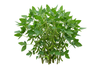 Lush green soybean plant thriving in a natural setting with clear blue sky backdrop