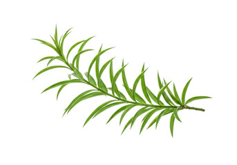Fresh rosemary sprig isolated on white background, highlighting its vibrant green color and texture
