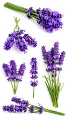 Obraz premium Lavender sprigs arranged on white
