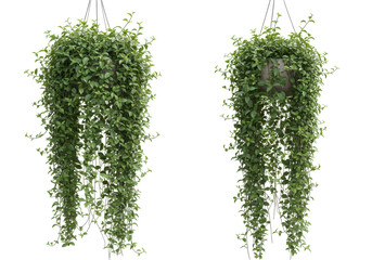Naklejka premium Lush green hanging plants in modern indoor setting, enhancing natural ambiance