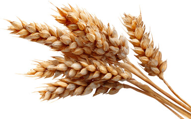 Wholesome golden wheat ear and grain. dry agriculture harvest on isolated background