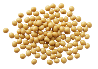 Numerous light beige dry soybeans with clear contours scattered on a plain white surface, even diffused studio light, top-down, no shadows. Concept of isolated food ingredients for commercial