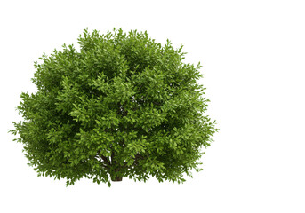Obraz premium Lush green tree with dense foliage against a clear background, symbolizing nature