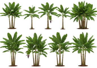 Lush tropical plants arranged in a vibrant garden setting with sunlight filtering through