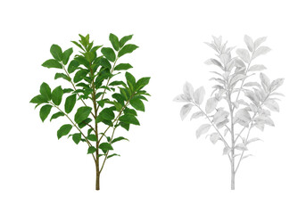 Fototapeta premium Lush Green and White Floral Branches Displaying Natural Beauty and Contrast