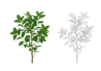 Lush Green and White Floral Branches Displaying Natural Beauty and Contrast