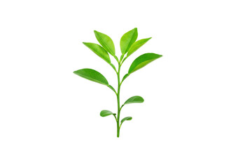 Fresh green plant sprouting against a plain background, symbolizing growth and vitality