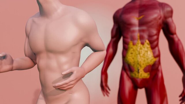 Body Fat Accumulation and Reduction Concept with Visceral and Subcutaneous Fat Layers in Human Abdomen &ndash; Health and Fitness Education 3D Rendering
