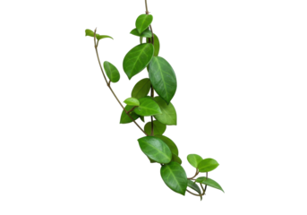 Lush green vine with vibrant leaves cascading elegantly against a transparent background