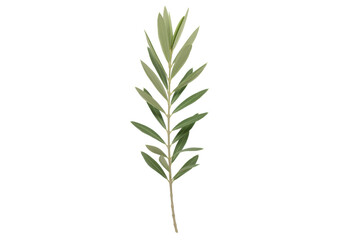 Green olive branch with lush leaves against a clean background, symbolizing peace