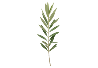 Green olive branch with lush leaves against a clean background, symbolizing peace