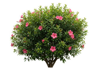 Fototapeta premium Vibrant flowering bush with pink blossoms in a lush garden setting during daylight