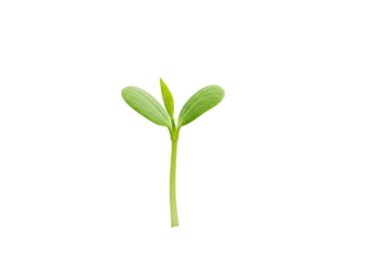Fresh green seedling emerging from soil with a blurred natural background