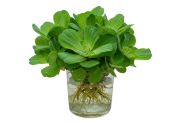 Lush green aquatic plant in a clear glass vase with visible roots, enhancing decor