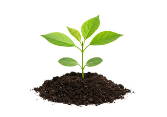Young green plant emerging from rich soil, representing growth and renewal, isolated on white background