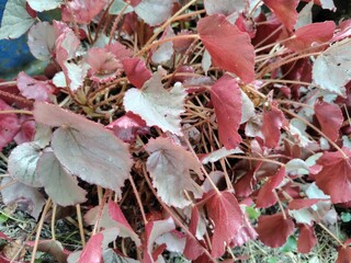 Dense silver-red begonia leaf ornamental plant. Begonia silver is an ornamental plant with silver...
