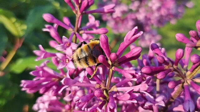 A striped hairy bumble bee collects nectar from lilac flowers in spring