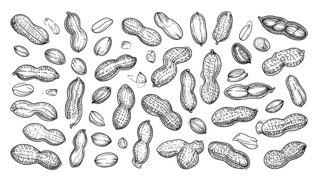 Hand-drawn collection of peanuts