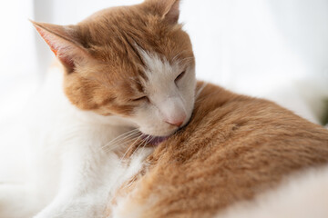 毛づくろいをする猫　茶トラ白	