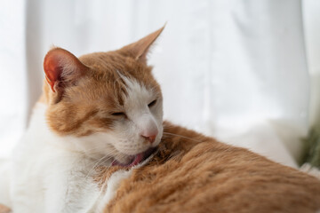 毛づくろいをする猫　茶トラ白	
