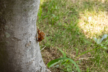木に残ったセミの抜け殻